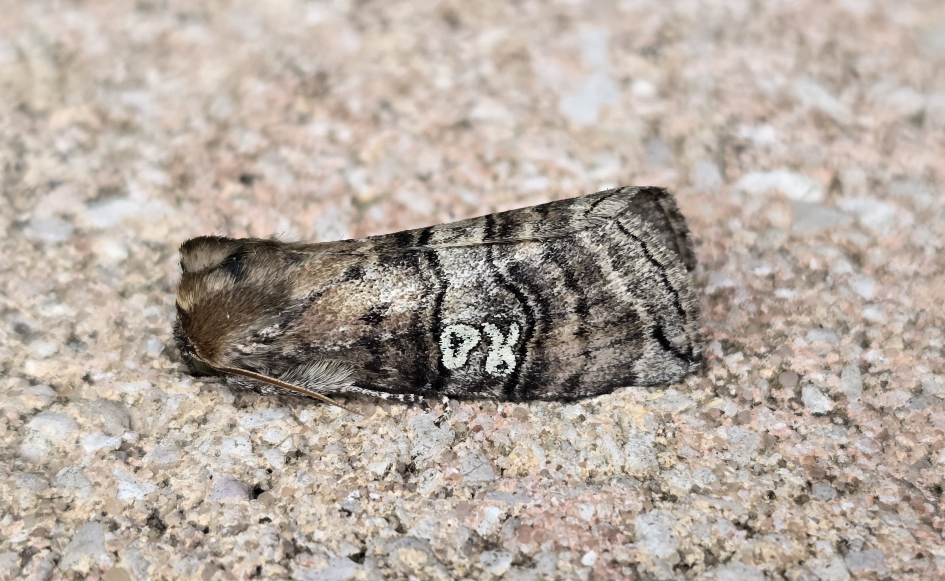 **Figure of Eighty (Tethea ocularis)**. The first I've recorded in 2025